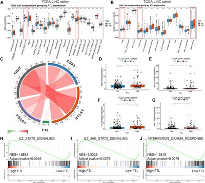 Integrated Analysis Reveals Critical Ferroptosis Regulators and FTL Contribute to Cancer Progression in Hepatocellular Carcinoma